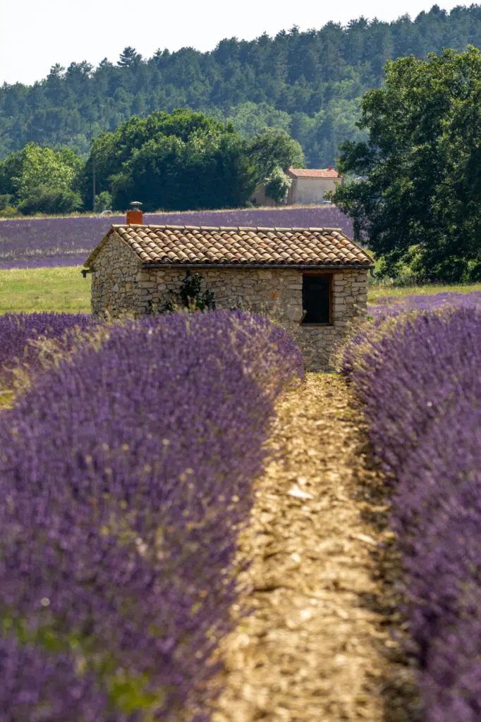 Sault lavender field in Provence, France