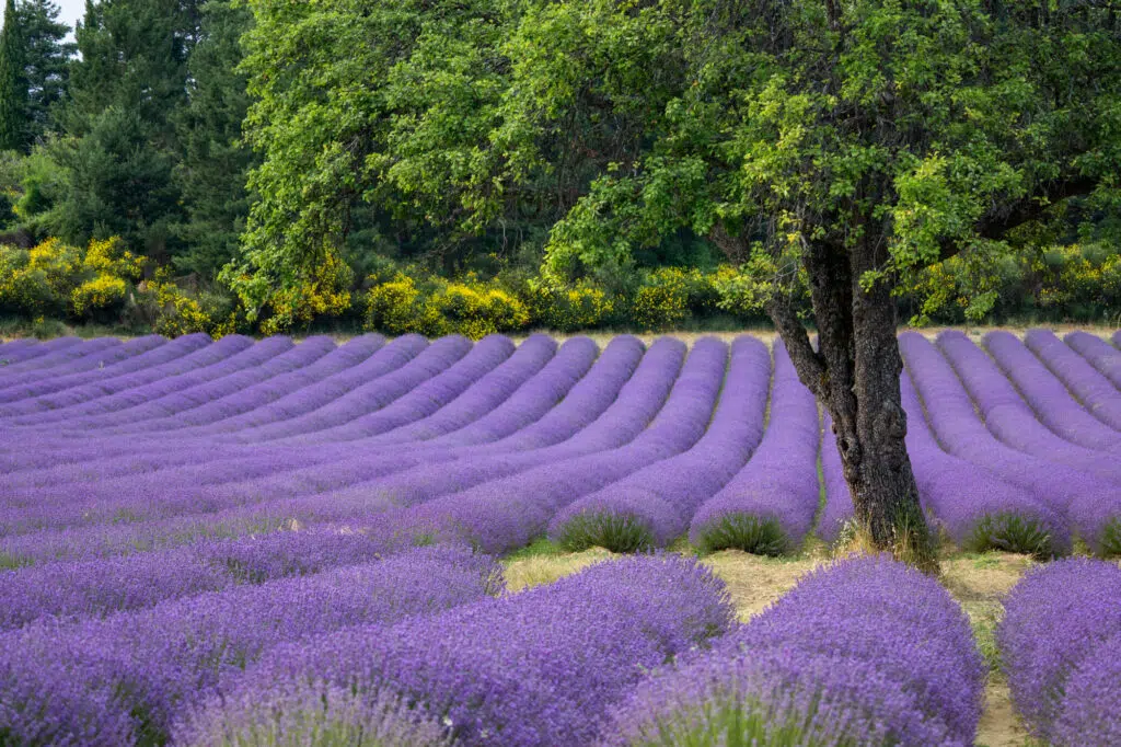 Lavender field near Aurel in Provence, France