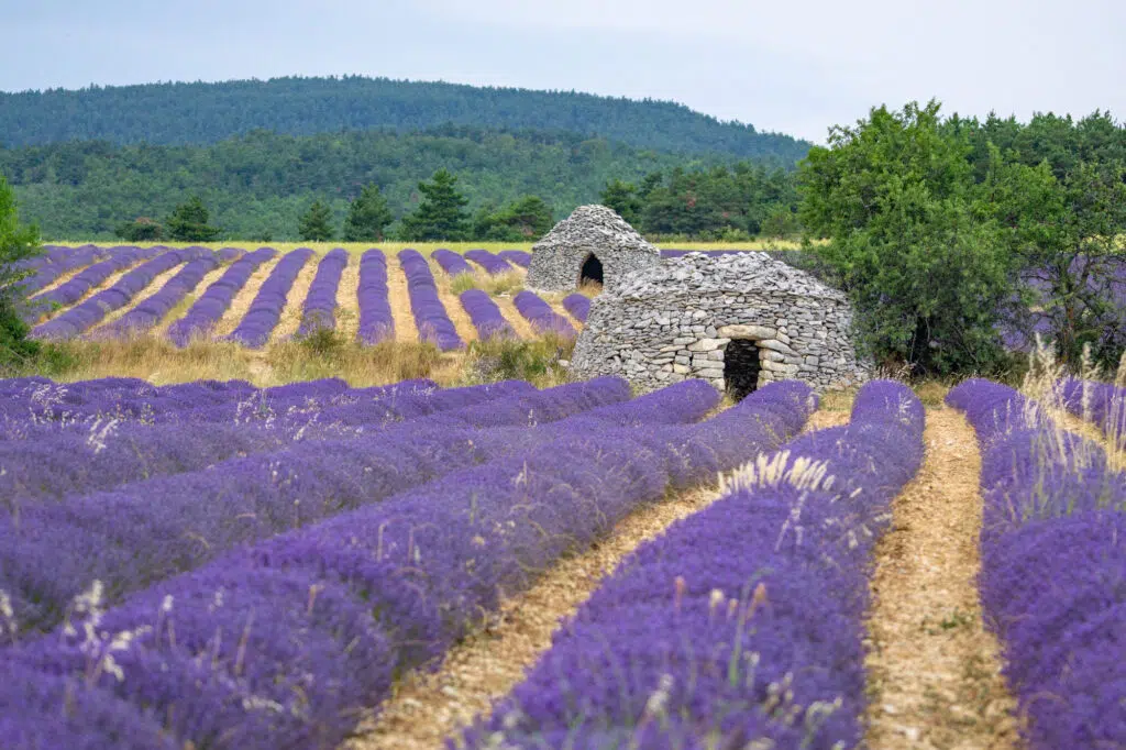 Lavender field with bories near Ferrassières in Provence, France
