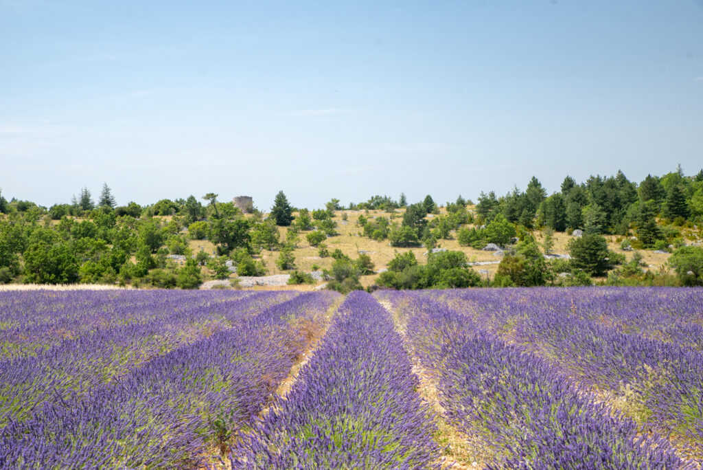 Sault lavender fields in Provence, France