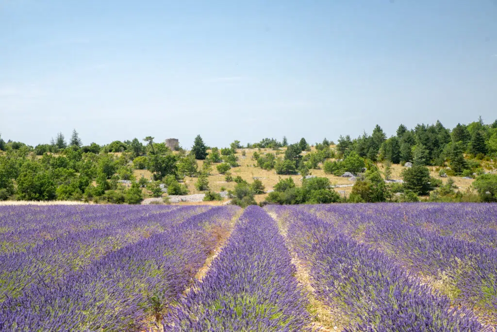 Sault lavender fields in Provence, France