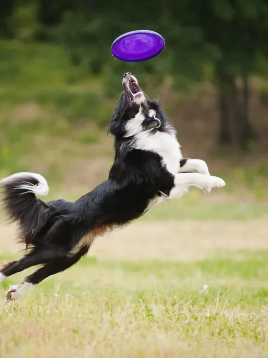 Best Dogs Parks in Auckland, New Zealand