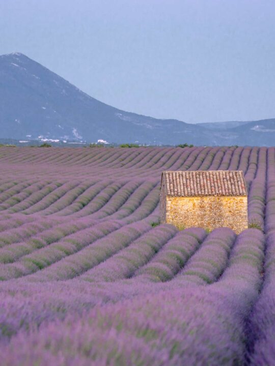 Best lavender fields in Provence, France