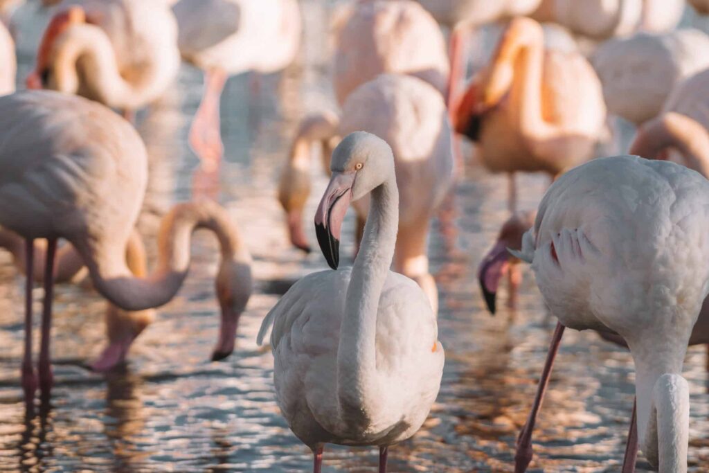 The Camargue is one of France's most beautiful natural landmarks