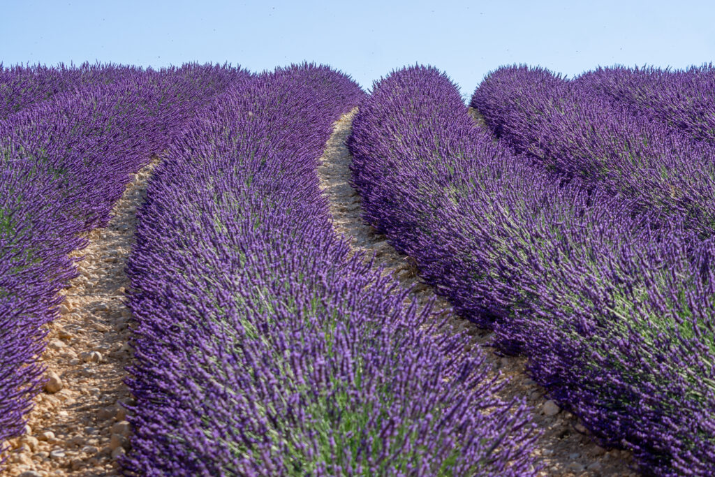 best time to visit lavender fields in provence