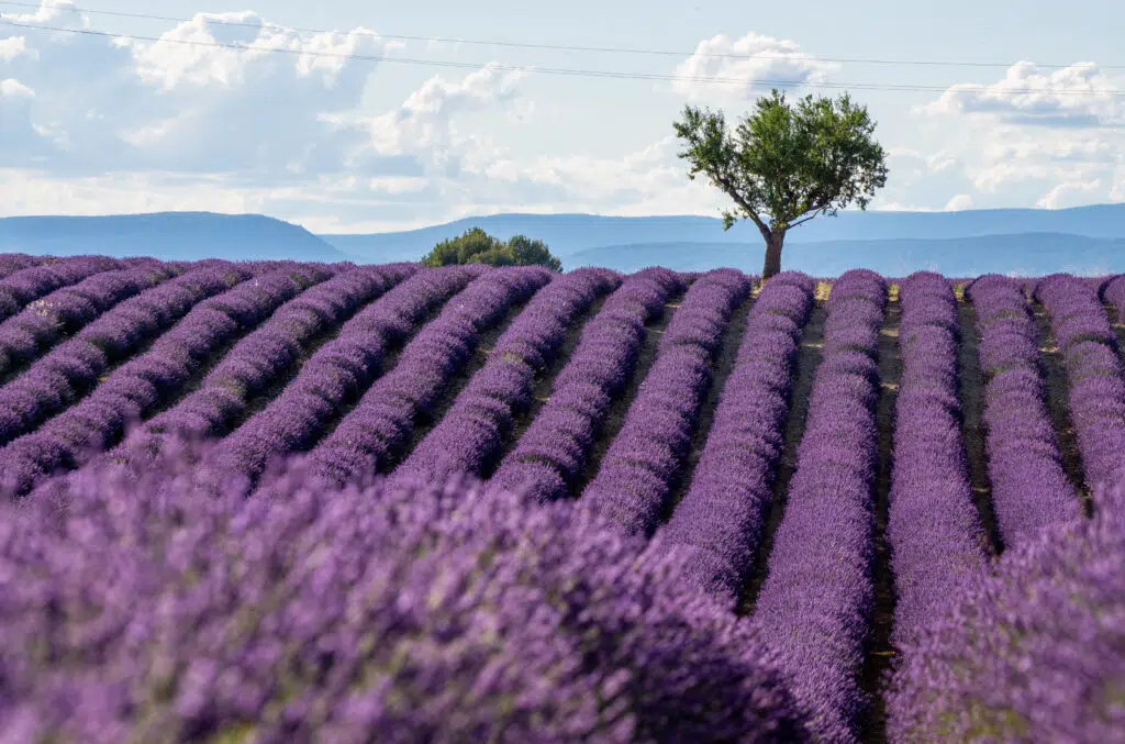 Lavender Fields