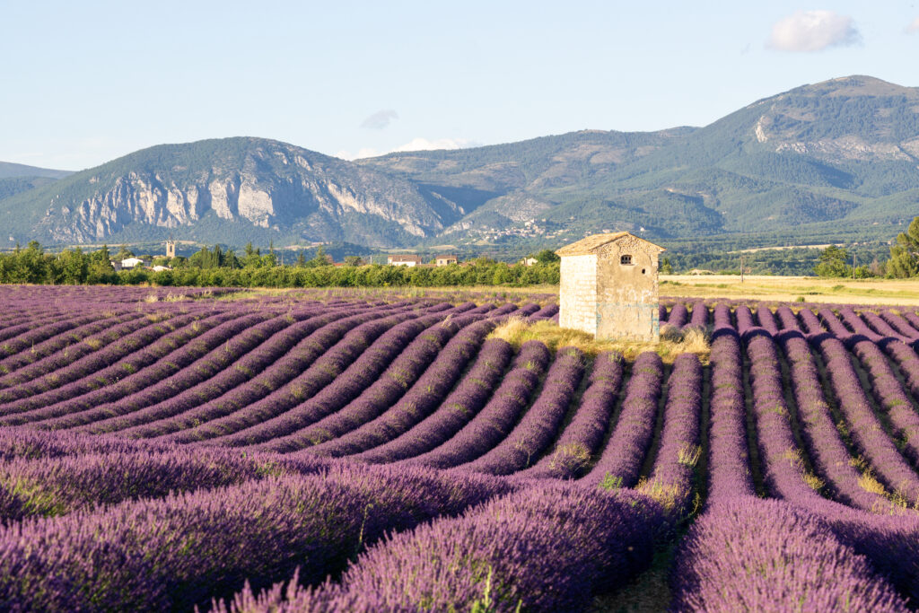 best time to visit lavender fields in provence