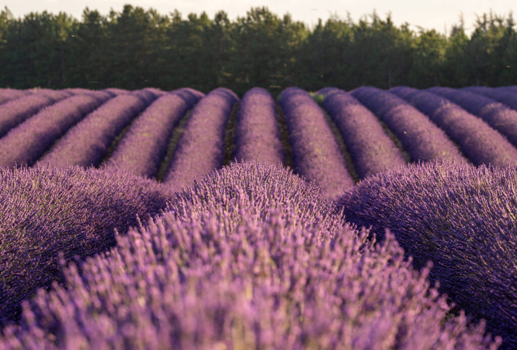 best time to visit lavender fields in provence