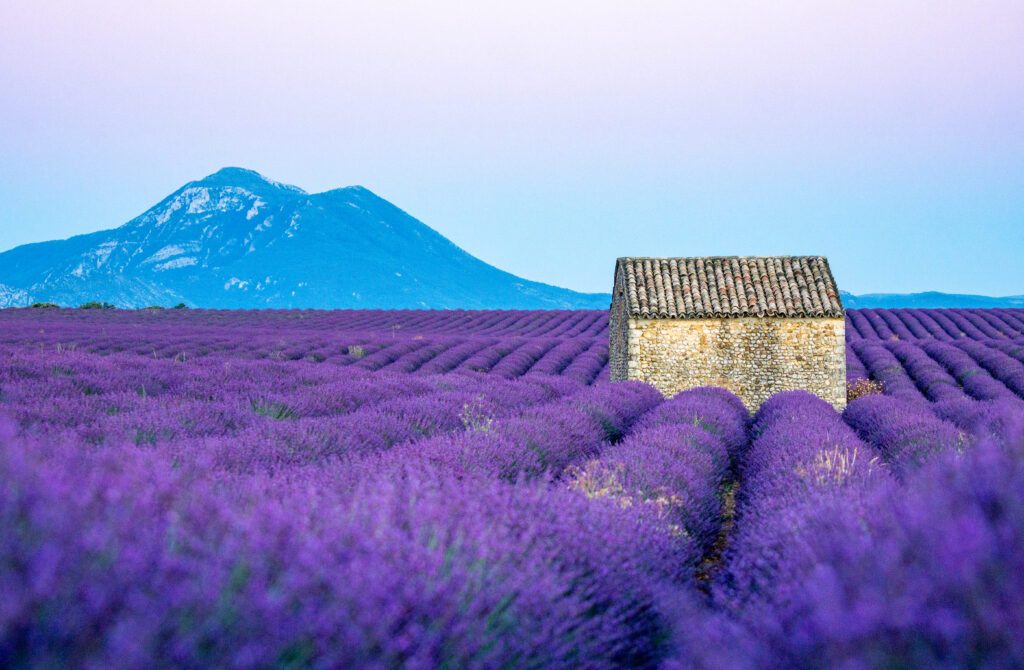 best time to visit lavender fields in provence