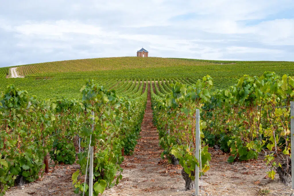 Champagne tasting in Reims
