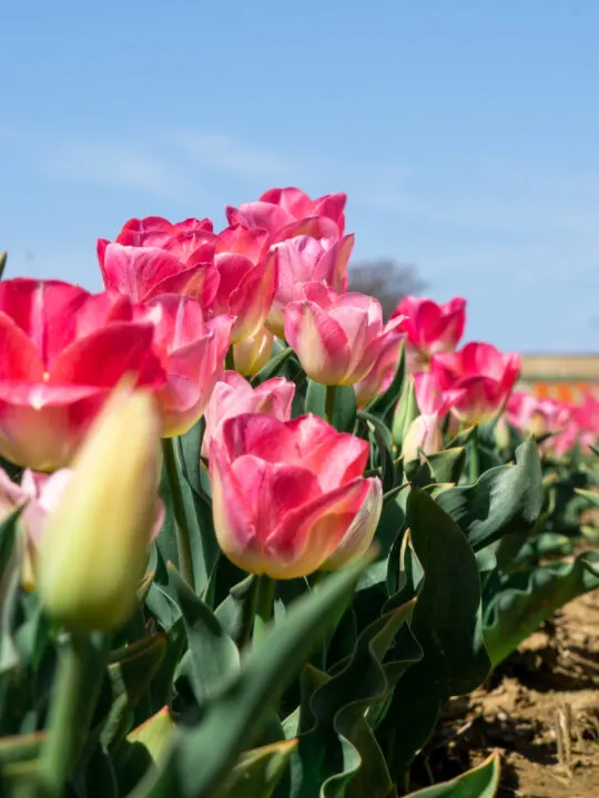 Provence tulip fields