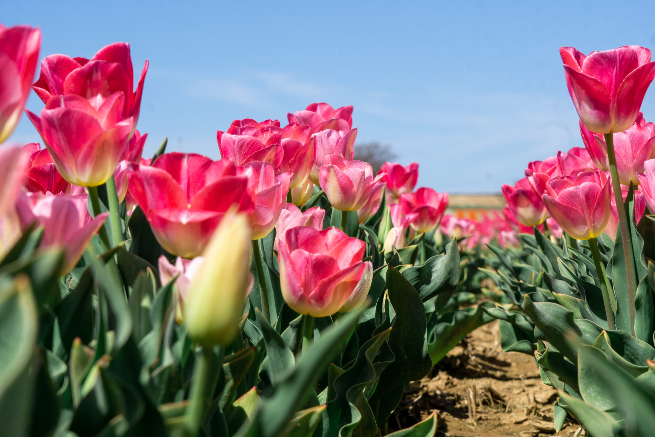 Provence tulip fields
