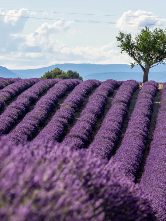 Provence lavender season - when is the best time to visit the lavender fields of Provence, France?