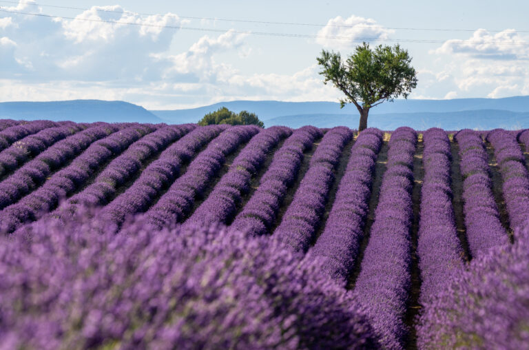 Lavender Season in Provence, France – When is the Best Time to Visit?