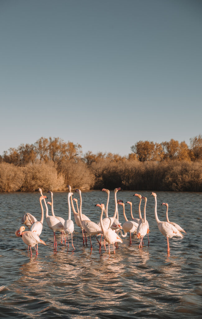 Camargue, Provence France