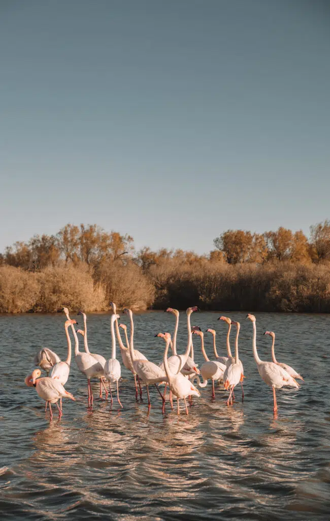 Camargue, Provence France