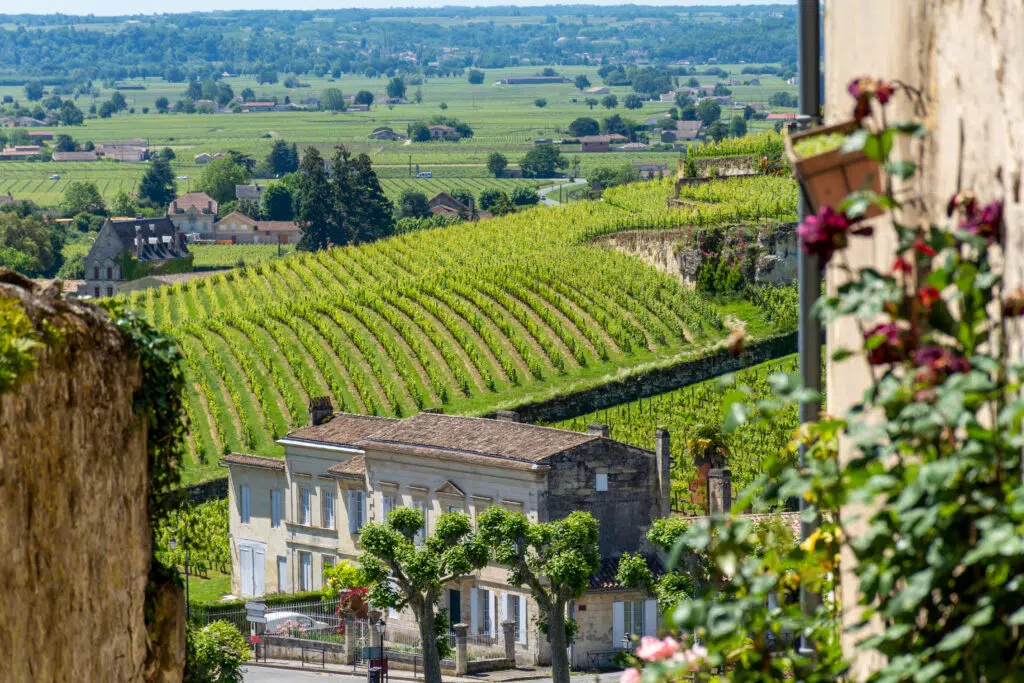 LLW Saint Emilion vineyards 1024x683webp