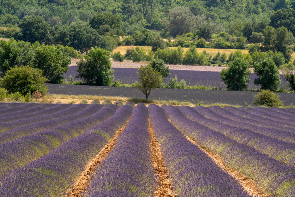 best time to visit lavender fields in provence