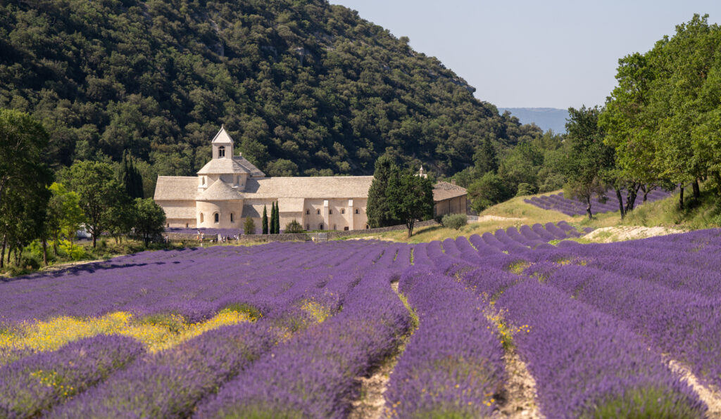 best time to visit lavender fields in provence