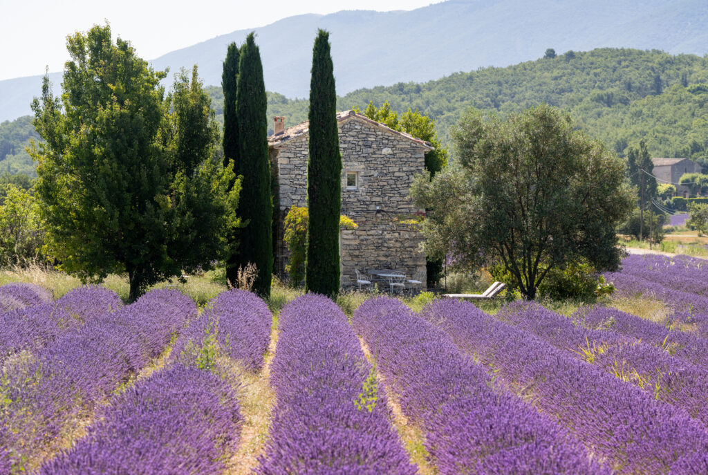 best time to visit lavender fields in provence