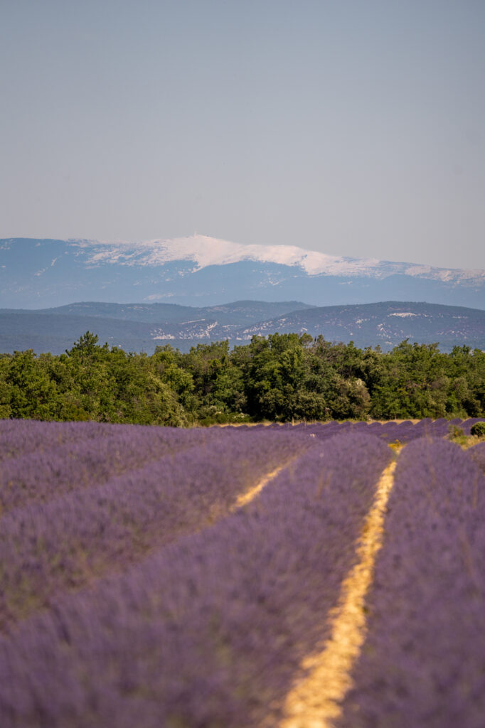 best time to visit lavender fields in provence