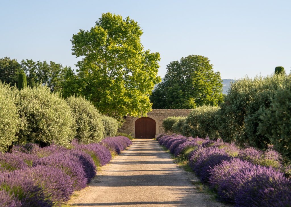 best time to visit lavender fields in provence