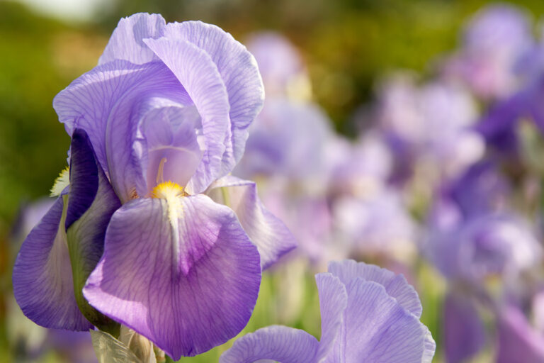 Discover Grasse, France | The World's Perfume Capital - Le Long Weekend