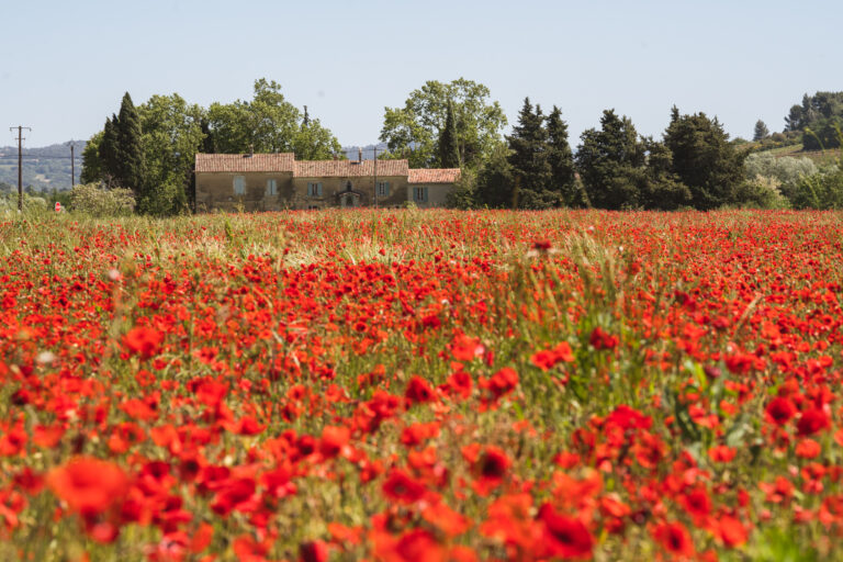 Provence in Bloom.