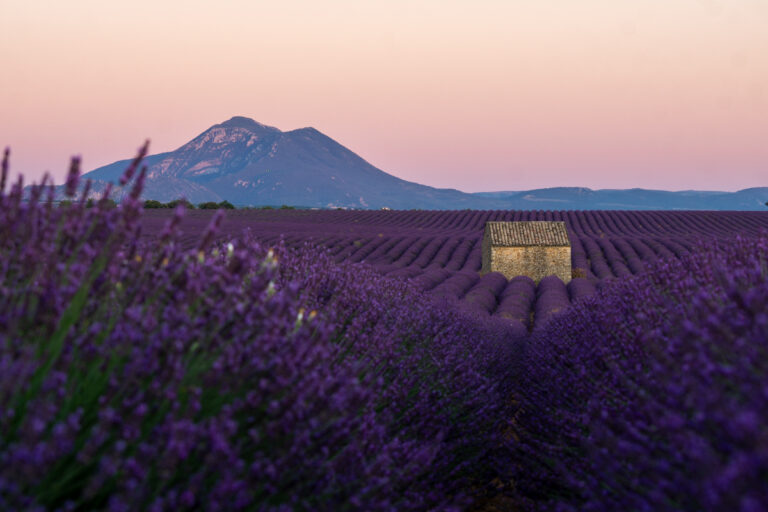 The Best Lavender Fields of Provence, France – 2025 Guide